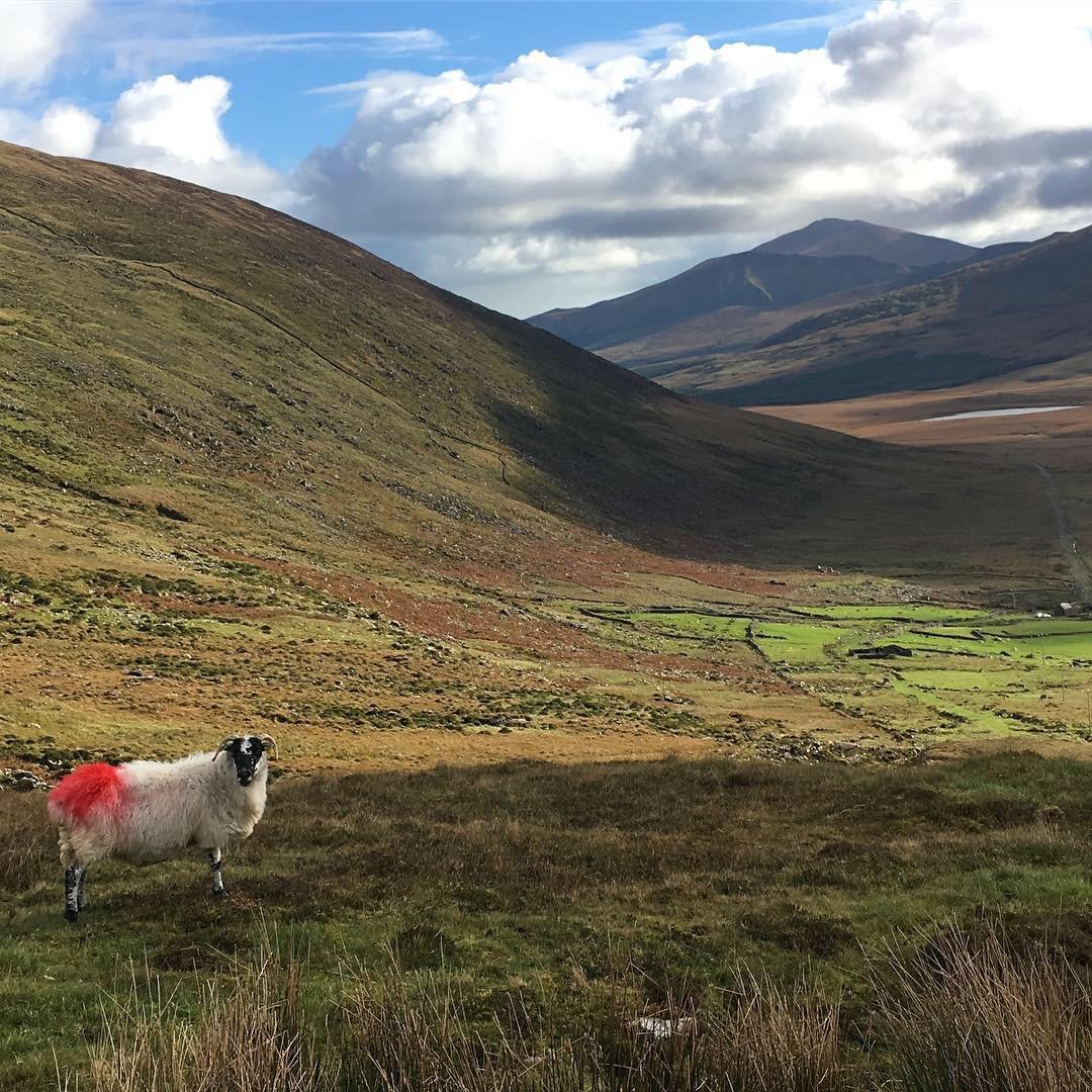 Dingle Food Festival – Ireland 2025 Dingle Food Festival – Ireland 2025