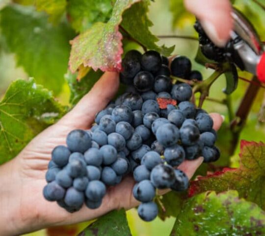 Madeira Wine Festival – Portugal 2025