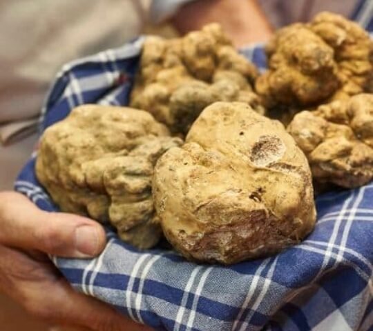 96th International Alba White Truffle Fair 2026 – Alba, Italy