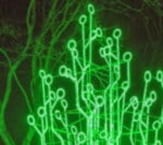 Staro Rīga Light Festival – Latvia 2025