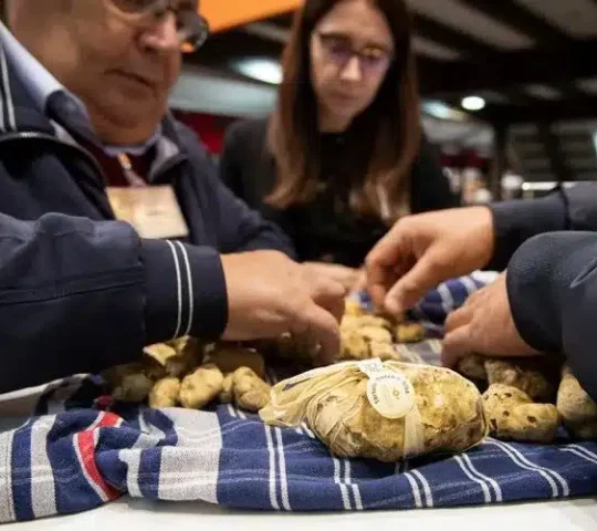 Alba White Truffle Festival – Italy 2025