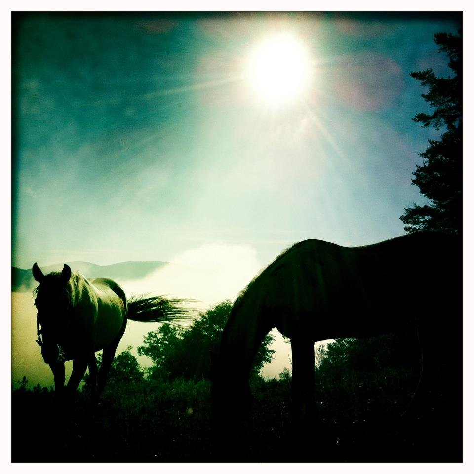 Meadows in the Mountains – Bulgaria 2026 Meadows in the Mountains – Bulgaria 2026