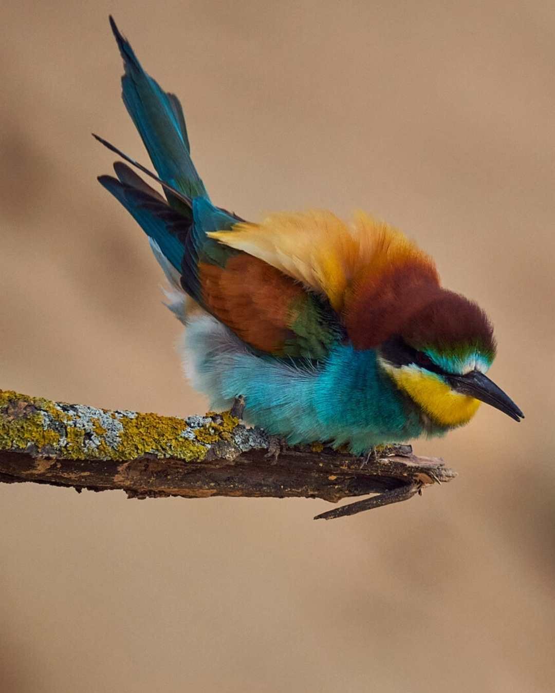 International Ornithological Tourism Fair (FIO) – Spain 2026 International Ornithological Tourism Fair (FIO) – Spain 2026