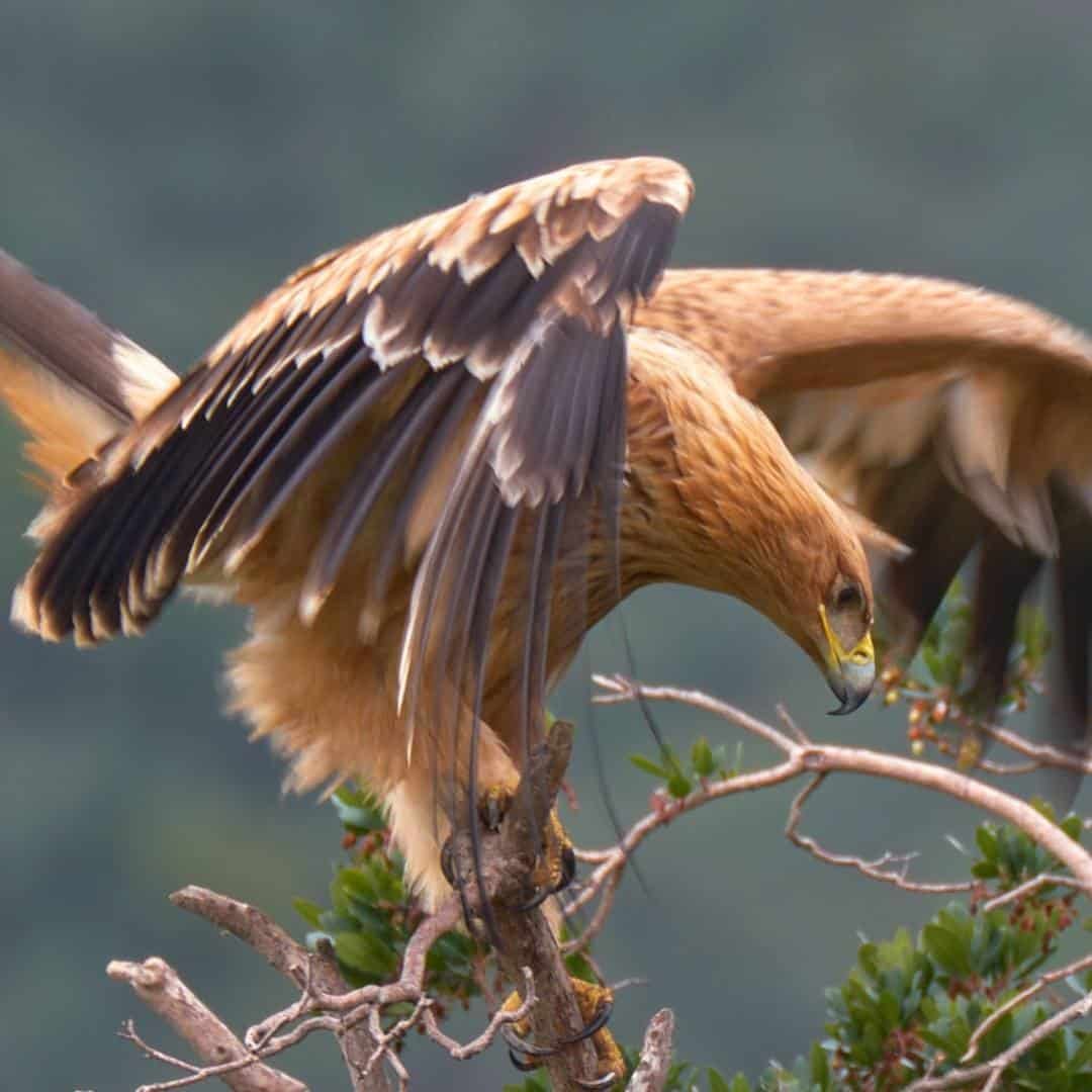 International Ornithological Tourism Fair (FIO) – Spain 2026 International Ornithological Tourism Fair (FIO) – Spain 2026