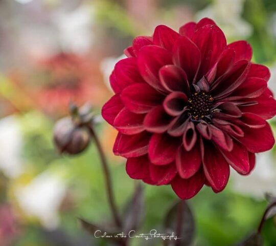 Tatton Park Flower Show – UK 2026