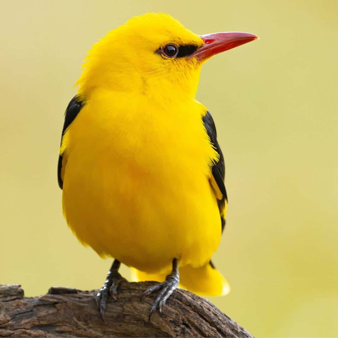 International Ornithological Tourism Fair (FIO) – Spain 2026 International Ornithological Tourism Fair (FIO) – Spain 2026