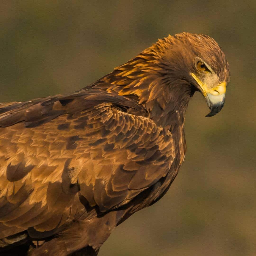 International Ornithological Tourism Fair (FIO) – Spain 2026 International Ornithological Tourism Fair (FIO) – Spain 2026