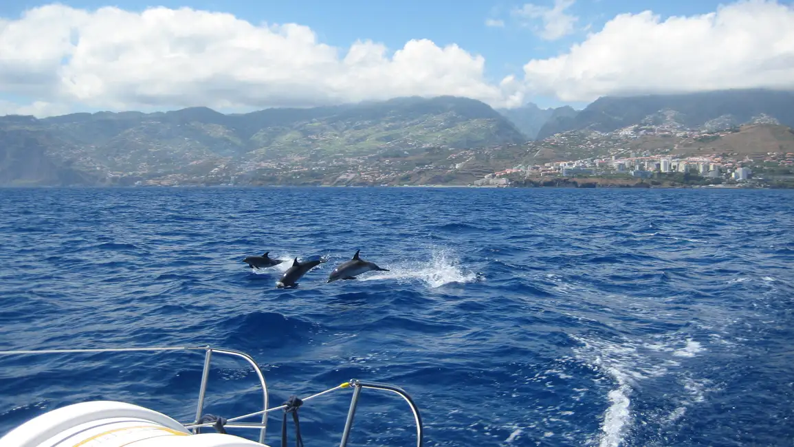 Funchal: Dolphin and Whale Watching Catamaran Cruise Funchal: Dolphin and Whale Watching Catamaran Cruise