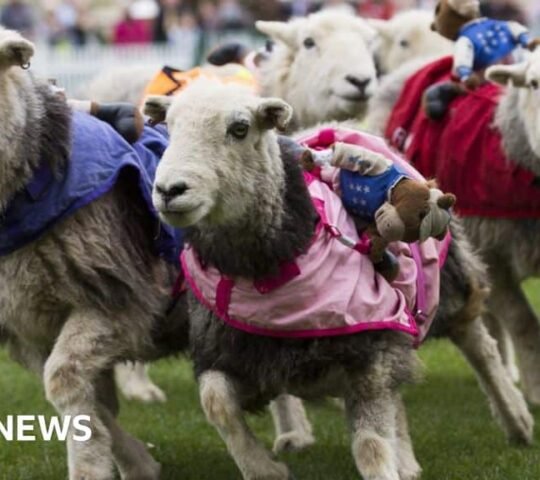Llandovery Sheep Festival 2026 – Llandovery, Wales Llandovery Sheep Festival 2026 – Llandovery, Wales